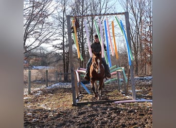 American Paint Horse, Wałach, 7 lat, 152 cm, Tobiano wszelkich maści