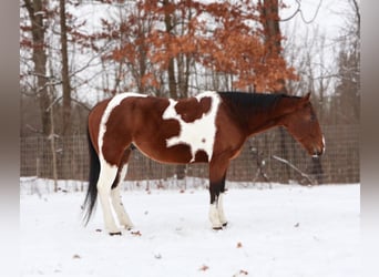 American Paint Horse, Wałach, 7 lat, 152 cm, Tobiano wszelkich maści