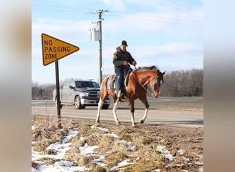 American Paint Horse, Wałach, 7 lat, 152 cm, Tobiano wszelkich maści