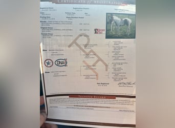 American Paint Horse, Wałach, 7 lat, 155 cm, Gniadodereszowata