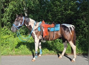 American Paint Horse Mix, Wałach, 7 lat, 155 cm, Srokata