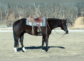 American Paint Horse, Wałach, 7 lat, 157 cm, Kara
