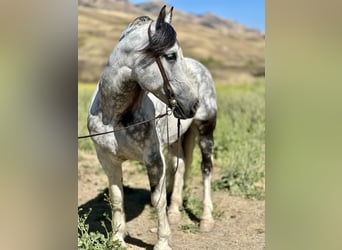 American Paint Horse, Wałach, 7 lat, 157 cm, Siwa
