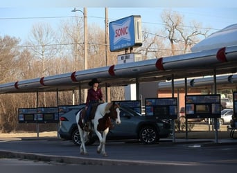 American Paint Horse, Wałach, 7 lat, 157 cm, Srokata