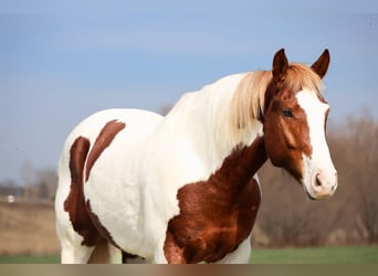American Paint Horse, Wałach, 7 lat, 157 cm, Srokata