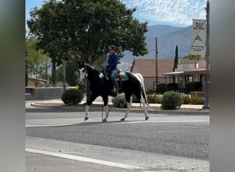 American Paint Horse, Wałach, 7 lat, 157 cm, Tobiano wszelkich maści