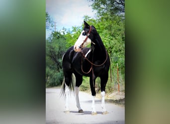 American Paint Horse, Wałach, 7 lat, 157 cm, Tobiano wszelkich maści