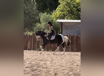 American Paint Horse, Wałach, 7 lat, 157 cm, Tobiano wszelkich maści