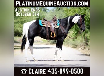 American Paint Horse, Wałach, 7 lat, 157 cm, Tobiano wszelkich maści