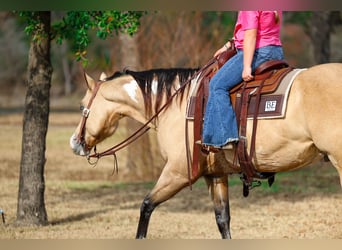 American Paint Horse, Wałach, 7 lat, 157 cm