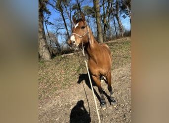 American Paint Horse, Wałach, 7 lat, 158 cm, Gniada