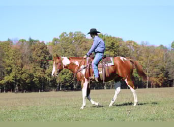 American Paint Horse, Wałach, 7 lat, 168 cm, Srokata