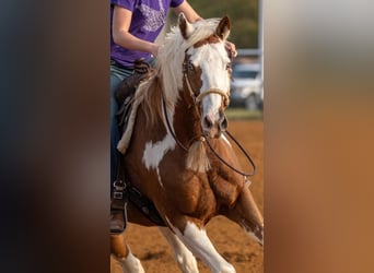 American Paint Horse, Wałach, 7 lat, Cisawa