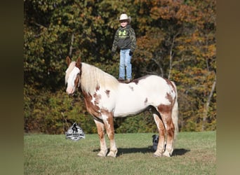 American Paint Horse, Wałach, 7 lat, Overo wszelkich maści