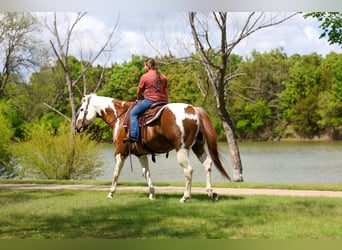 American Paint Horse, Wałach, 7 lat, Srokata
