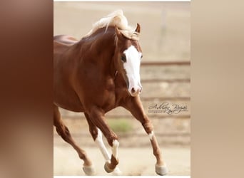 American Paint Horse, Wałach, 8 lat, 150 cm, Kasztanowata