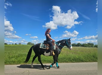 American Paint Horse, Wałach, 8 lat, 150 cm, Overo wszelkich maści