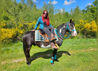 American Paint Horse, Wałach, 8 lat, 150 cm, Overo wszelkich maści