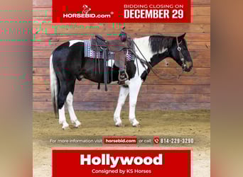 American Paint Horse, Wałach, 8 lat, 150 cm, Srokata