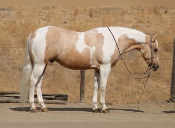 American Paint Horse, Wałach, 8 lat, 152 cm, Izabelowata