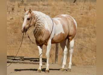 American Paint Horse, Wałach, 8 lat, 152 cm, Izabelowata