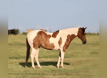 American Paint Horse, Wałach, 8 lat, 152 cm, Srokata