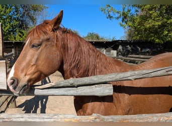 American Paint Horse, Wałach, 8 lat, 155 cm, Kasztanowata