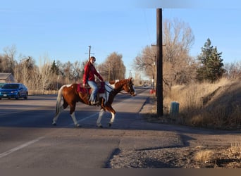 American Paint Horse, Wałach, 8 lat, 155 cm, Tovero wszelkich maści