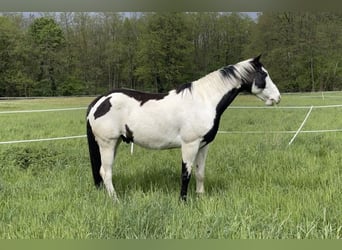 American Paint Horse, Wałach, 8 lat, 163 cm, Tovero wszelkich maści