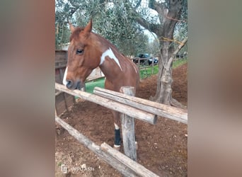 American Paint Horse, Wałach, 8 lat, 165 cm, Srokata