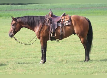 American Paint Horse, Wałach, 8 lat, 170 cm, Gniada