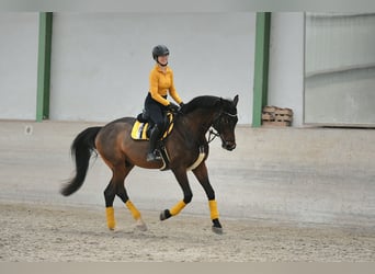 American Paint Horse, Wałach, 8 lat, 174 cm, Ciemnogniada