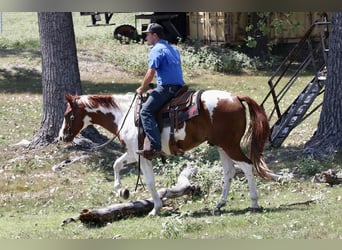 American Paint Horse, Wałach, 8 lat, Ciemnokasztanowata