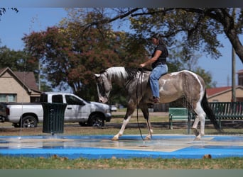 American Paint Horse, Wałach, 9 lat, 152 cm, Srokata