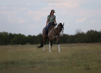 American Paint Horse, Wałach, 9 lat, 152 cm, Srokata
