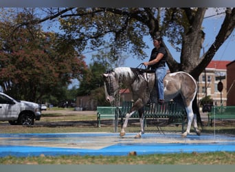 American Paint Horse, Wałach, 9 lat, 152 cm, Srokata