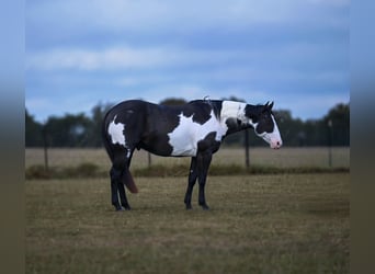 American Paint Horse, Wałach, 9 lat, 152 cm, Srokata