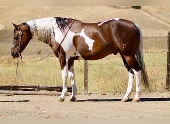 American Paint Horse, Wałach, 9 lat, 152 cm, Tobiano wszelkich maści