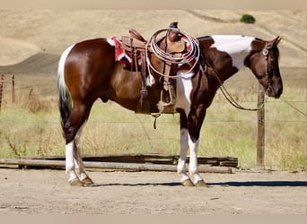 American Paint Horse, Wałach, 9 lat, 152 cm, Tobiano wszelkich maści