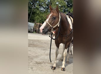 American Paint Horse Mix, Wałach, 9 lat, 154 cm, Tobiano wszelkich maści