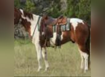American Paint Horse, Wałach, 9 lat, 155 cm, Tobiano wszelkich maści