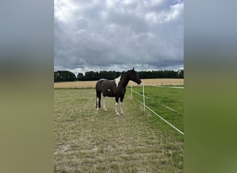 American Paint Horse, Wałach, 9 lat, 156 cm, Tobiano wszelkich maści