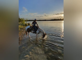 American Paint Horse, Wałach, 9 lat, 160 cm, Cisawa