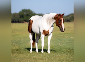 American Paint Horse, Wałach, 9 lat, 160 cm, Cisawa