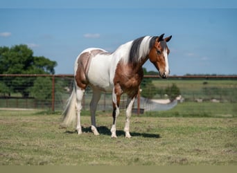 American Paint Horse, Wałach, 9 lat, Srokata