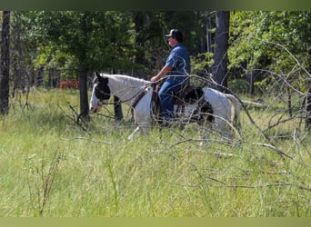 American Paint Horse, Wałach, 9 lat, Tovero wszelkich maści