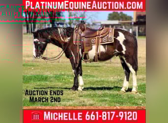 American Paint Horse, Wallach, 10 Jahre, 137 cm, Overo-alle-Farben