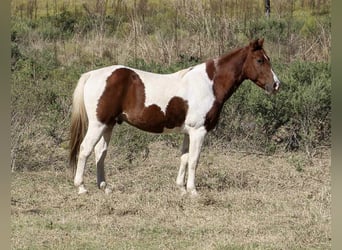 American Paint Horse, Wallach, 10 Jahre, 142 cm, Tobiano-alle-Farben