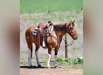 American Paint Horse, Wallach, 10 Jahre, 147 cm, Tobiano-alle-Farben