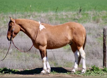 American Paint Horse, Wallach, 10 Jahre, 147 cm, Tobiano-alle-Farben